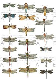 Victorian Natural History Plate Print Dragonfly Chart