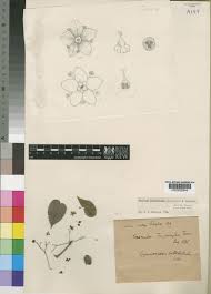 Image result for Gymnosporia putterlickioides