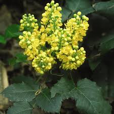 Compare prices & read reviews. Mahonia Repens From Nvk Nurseries
