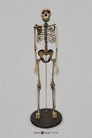 Among our walking, bipedal ancestors, were the «toumai» (about 7 million years ago) from chad, the hairy kenyan «ardi» (4.4 million years), «lucy» (3.3 million years) from the great rift valley, and later « the turkana boy» (1.5 million years) from the same areas. Articulated Homo Ergaster Skeleton Knm Wt 15000 Bone Clones Inc Osteological Reproductions