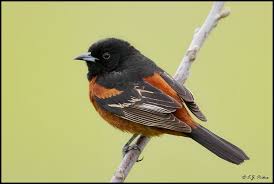 Water Birds Of North Georgia Orchard Oriole Page Backyard Birds Coastal Birds Bird Life List