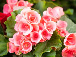 How To Rescue A Wilted Begonia