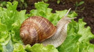 This year the slugs are awful. Controlling Slugs And Snails In Utah Usu