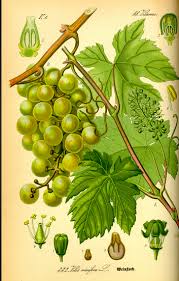 Image result for Vitis vinifera