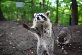 Raccoons hunt and eat animals primarily in springtime when other foods like vegetables, fruits and nuts are scarce or not available. Wildlife Safety Tips Raccoons