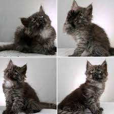 Cute grey siberian kitten sitting. Black Siberian Cats Photos Personality Names Facts Thepetfaq