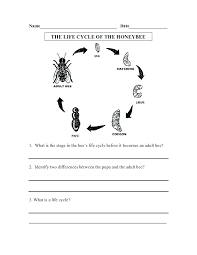 Try these fun learning activities for 2nd graders. Honey Bee Worksheets Sumnermuseumdc Org