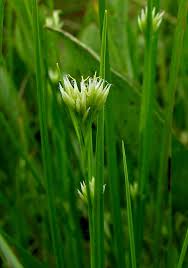 Image result for Rhynchospora gracillima