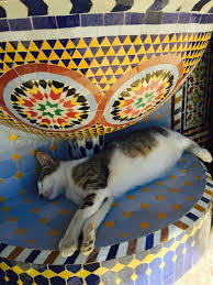 Image result for moroccan cats