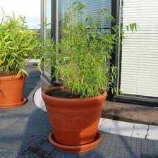Planter Un Bambou Les Precautions A Prendre Jardipartage Bac a fleurs rustica en pin sylvestre traité autoclave dimensions 40x40xh27cm. planter un bambou les precautions a