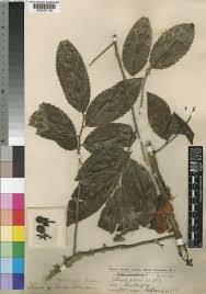 Image result for Oncoba