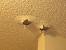 Ceiling Water Stain