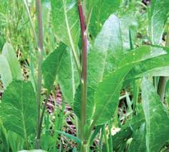 Image result for Rhipidoglossum delepierreanum