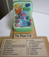 Plant Cell Model With Label Plant Cell Model Edible Cell Project Plant Cell Project