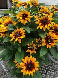 Image result for Rudbeckia hirta