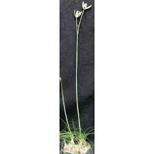 Image result for Ornithogalum pulchrum