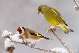 Oiseaux Du Jardin Verdier D Europe Et Chardonneret Elegant Oiseaux Des Jardins Oiseaux De France Oiseaux