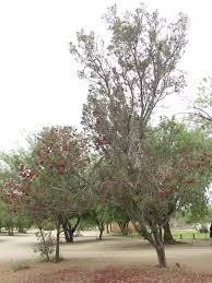 Image result for Schotia capitata