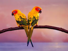 Looking for the best bird wallpaper? Birds Wallpapers Wallpaper Cave