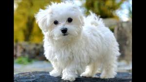 buyumeyen 20 kucuk kopek cinsi pet okulu