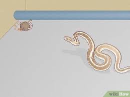The pest control company manhandling the snake has been identified as pestbusters. 6 Ways To Deal With A Snake In The House Wikihow