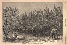 Picking Peaches In Delaware From An 1878 Issue Of Harpers Weekly Delaware Winslow Homer Photo Printing