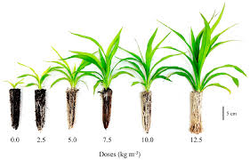 We did not find results for: Scielo Brasil Controlled Release Fertilizer In I Cordyline Spectabilis I Seedlings Production A Potential Species Of The Asparagaceae Family Controlled Release Fertilizer In I Cordyline Spectabilis I Seedlings Production A Potential Species