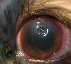 Corneal Ulcers In Dogs And Cats Animal Eye Clinic