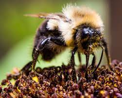 Ever noticed how bumblebees just bumble around in the early. Do Bumble Bees Sting Terminix Blog Bee Bee Sting Bumblebee Sting
