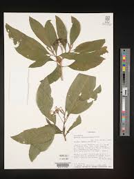 Image result for Solanum schumannianum