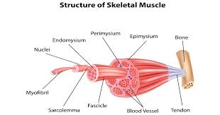 There are around 650 skeletal muscles within the typical human body. Muscle And Tendon Structure Larson Sports And Orthopaedics