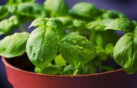 Check spelling or type a new query. Plante Anti Mouche La Liste Des 25 Plantes Les Plus Efficaces