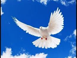 Birds Of The Air Bible Meaning The True Meaning Of Grace Pet Birds White Doves Animals