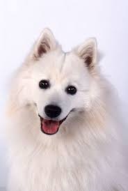 The rest of the litter is placed in suitable family. Japan Spitz Hunde