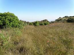 Image result for Astragalus atropilosulus