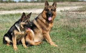 Maybe you would like to learn more about one of these? 440 German Shepherd Hd Wallpapers Background Images