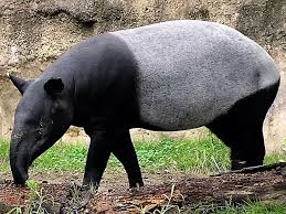 A subreddit celebrating the cuteness all around us (and all around the internet). Which Animal Is Protected By Law In Indonesia And Malaysia Why Is This Done Quora