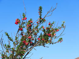 Image result for Podalyria calyptrata