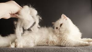 Mange is a parasitic skin disease that can make your dog very uncomfortable. Different Types Of Pet Hair Loss Conclusion