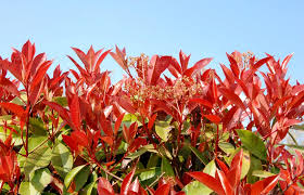 Photinia Red Robin Culture Croissance Entretien Ooreka