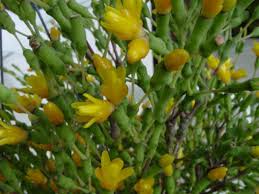 We did not find results for: Hatiora Salicornioides Dancing Bones Dummer Garden Manage Gfinger Is The Best Garden Manage App