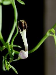 Image result for Ceropegia nilotica