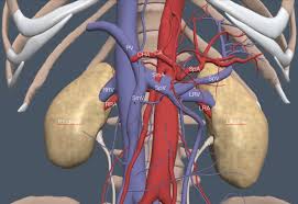 The endothelial cells, which line the luminal surface of the blood vessels, have flattened to ovoid nuclei. Kidneys And Adrenal Glands