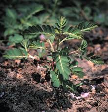 Image result for Phyllanthus