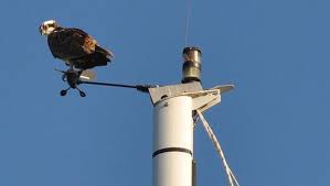 Ducks, geese, gulls and other birds commonly use docks and swim platforms as waterfront perches. Keeping Birds Away From Boat And Dock Scuttlebutt Sailing News