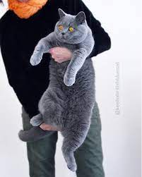 Blue Cat Www Majaempfiehlt De Cats Catlovers Funnycats Katzen Majaempfiehlt Www Majaempfiehlt De Cats Cat Breeds Cats And Kittens
