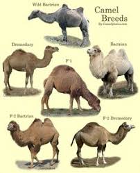 In this article, the camels and dromedaries of antiquity will be discussed. Camelus