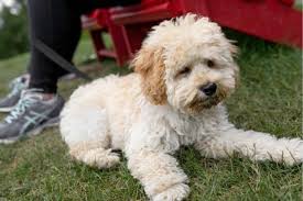 These maltipoo haircuts will keep them looking their best. Do Maltipoos Shed Coat Changes Care Grooming