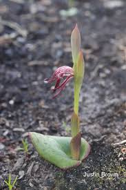 Image result for Pycreus nigricans