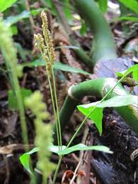 Image result for Anemiaceae